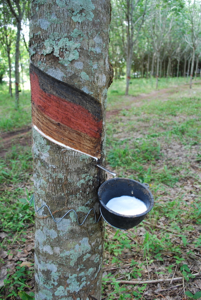 ゴム樹液採取